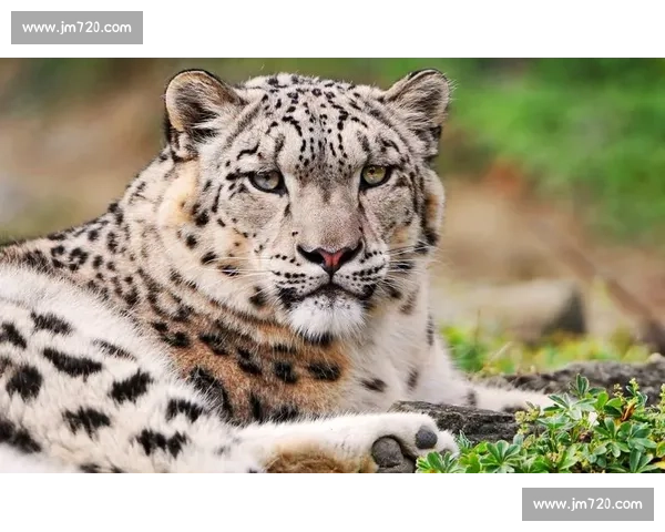 老虎对决黑豹野性巅峰力量速度智慧全面较量揭秘自然法则生存王者之战